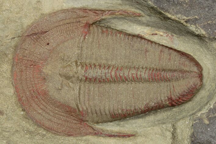 Colorful, Harpides Trilobite - Draa Valley, Morocco #195826